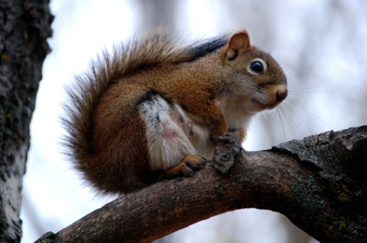 Red Squirrel