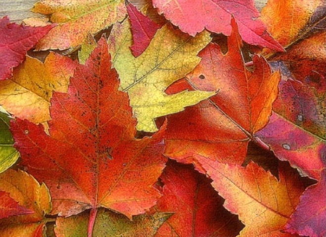 An Autumn Maple Leaf Montage