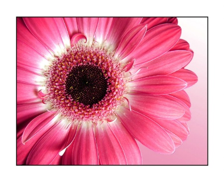 Gerbera Blush