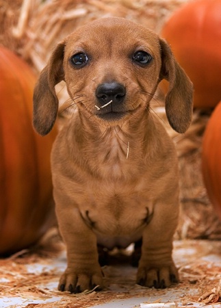 In search of the Great Pumpkin