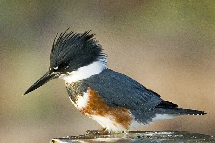 Belted Kingfisher - ID: 2881196 © John Tubbs