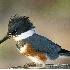 2Belted Kingfisher - ID: 2881196 © John Tubbs