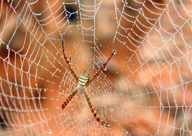 spider on web - ID: 2881427 © VISHVAJIT JUIKAR