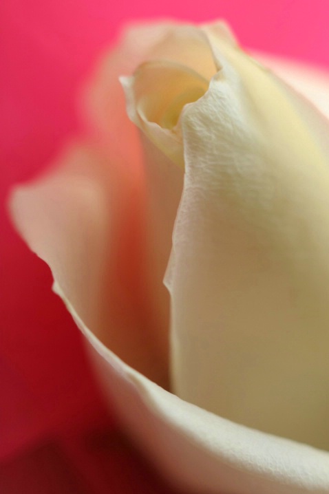 Raspberry Vanilla - ID: 2881784 © Agnes Fegan