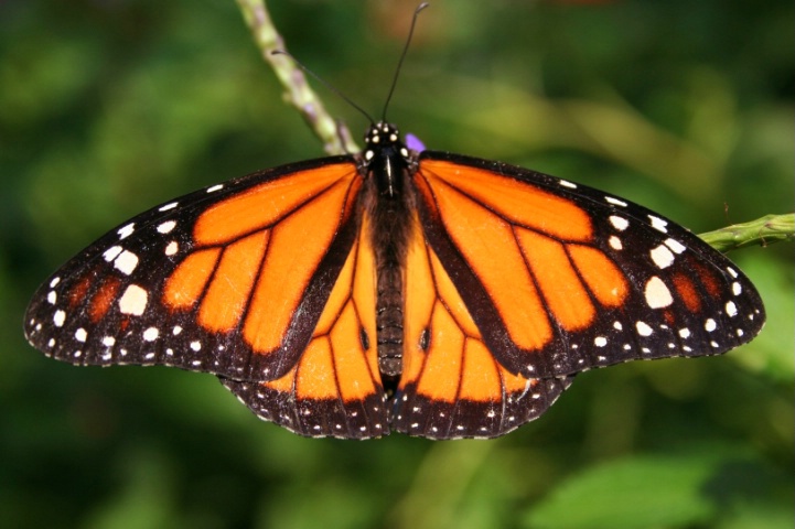 Callaway Gardens Butterfly