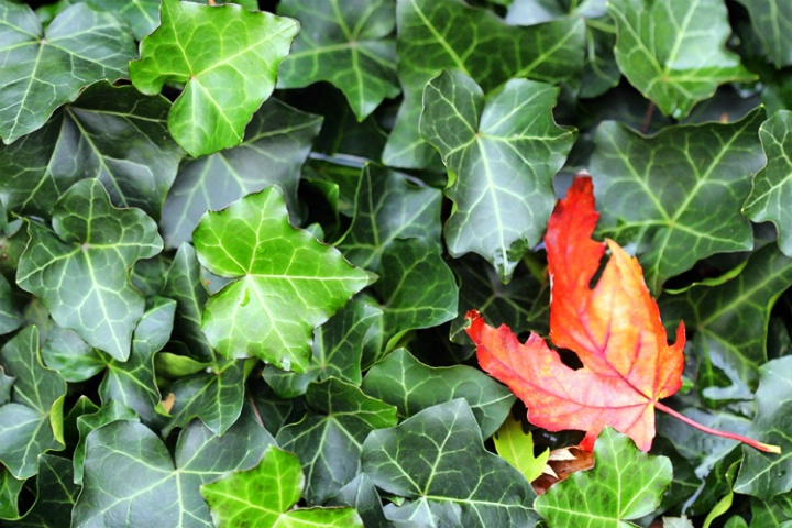 Red Maple in Ivy