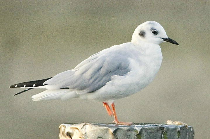 Bonaparte's Gull - ID: 2882824 © John Tubbs