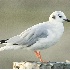 2Bonaparte's Gull - ID: 2882824 © John Tubbs