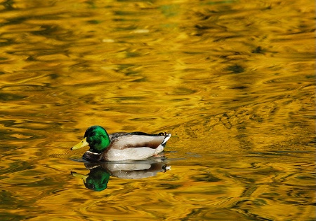 Swimming in autumn gold 