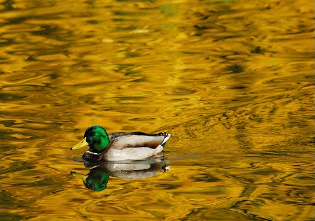 Swimming in autumn gold 