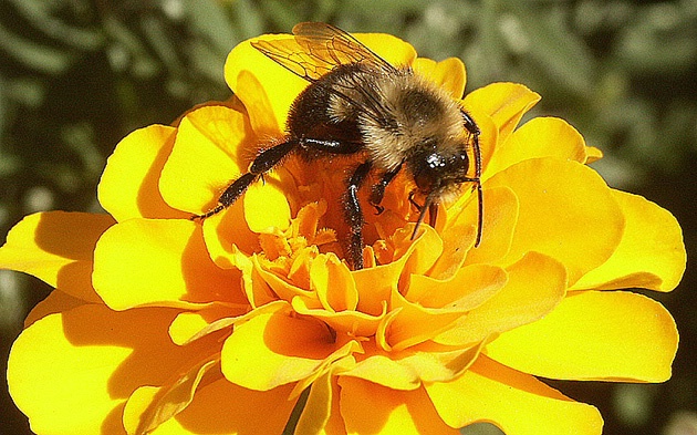 Honeybee's delight