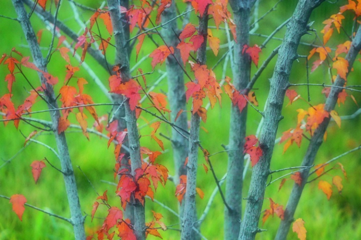 Stems and red maple leaves