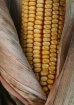corn husk