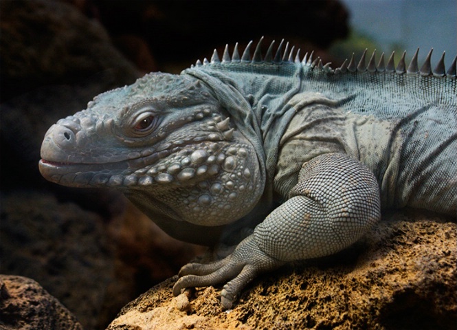 I guana kiss you!