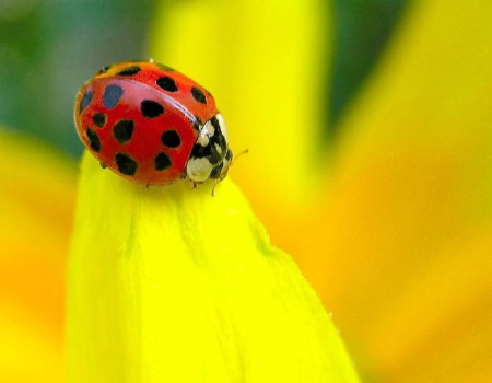 ladybug