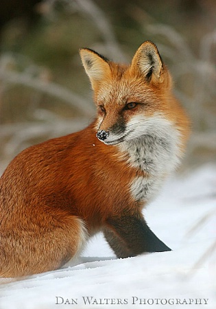 Red Fox