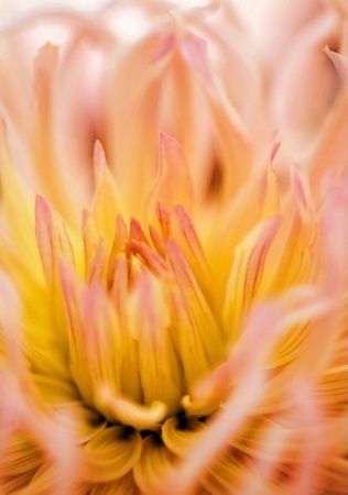 Inside a Spikey Dahlia