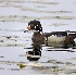 2Wood Duck  - ID: 2891914 © John Tubbs