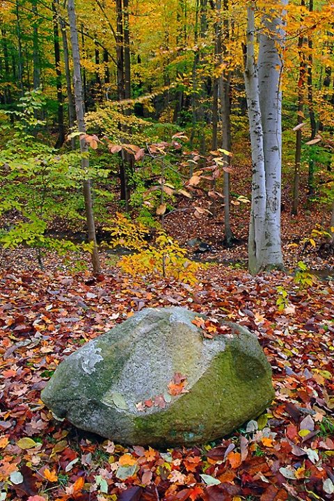 Rock and Tree