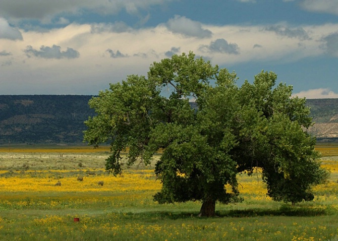 A Field of Gold - ID: 2892432 © Earl Hilchey