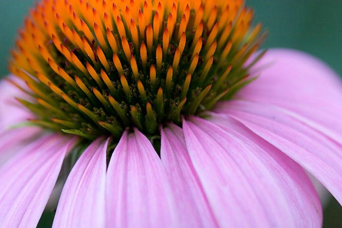 Cone Flower 6-9-06 - ID: 2892529 © Robert A. Burns