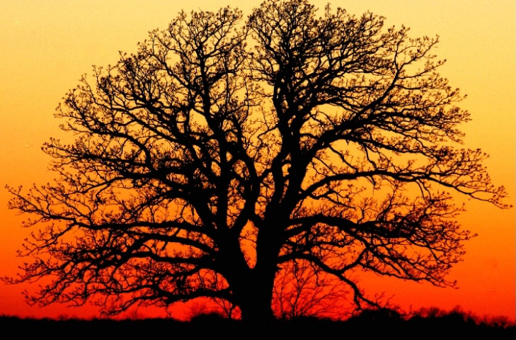 Sunset Tree