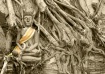 Roots of buddhism