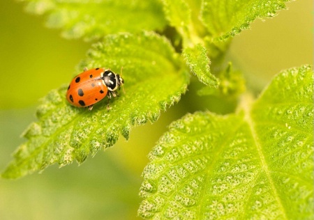 A Lady Bug