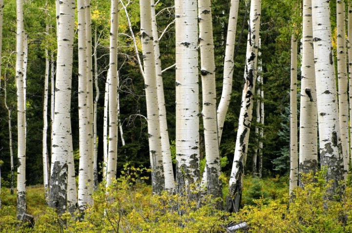 Aspens at Jack's Creek - ID: 2896921 © Earl Hilchey