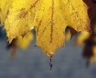 Dew Drop on Leaf