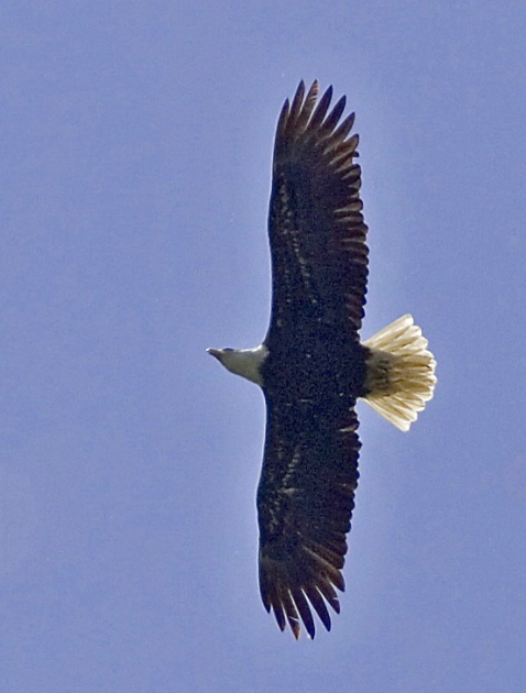 Bald Eagle Soaring - ID: 2897701 © John Tubbs