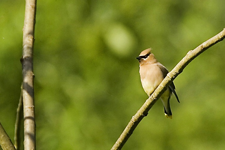 Cedar Waxwing - ID: 2897702 © John Tubbs