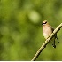 2Cedar Waxwing - ID: 2897702 © John Tubbs