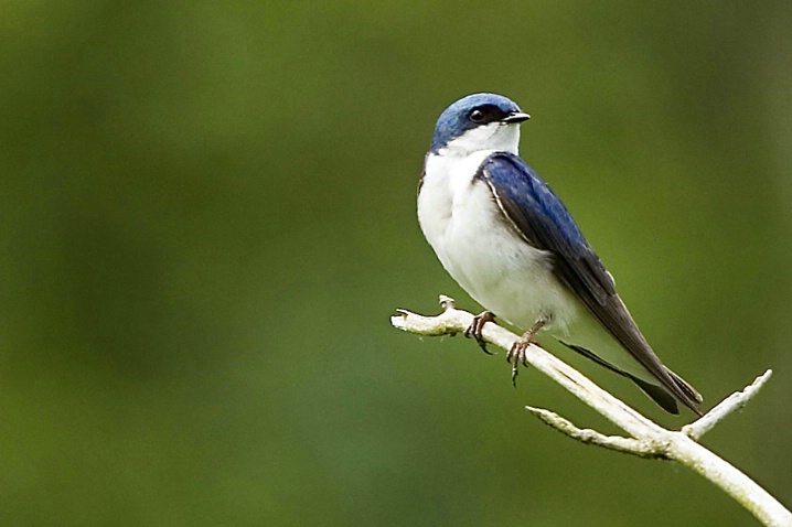 Tree Swallow - ID: 2897703 © John Tubbs