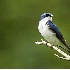 2Tree Swallow - ID: 2897703 © John Tubbs