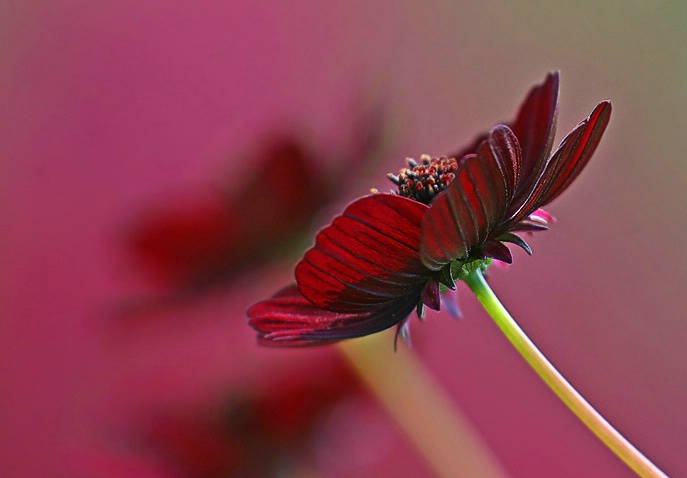 Chocolate Cosmos #2 - ID: 2897961 © Janine Russell