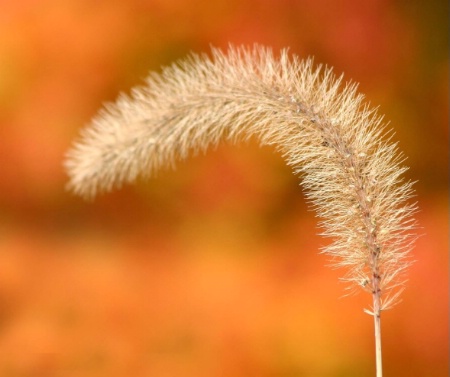 Weeds against Fall Foilage