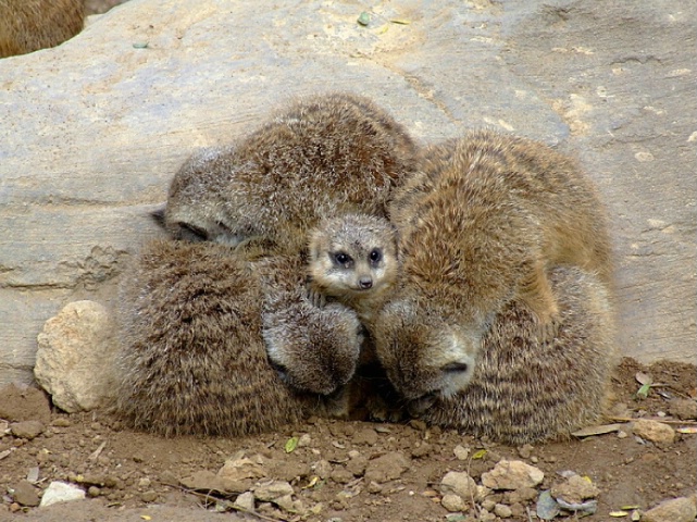 Meerkat "Blanket"