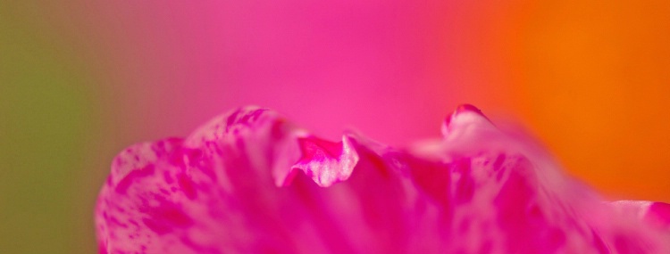 Sherbet