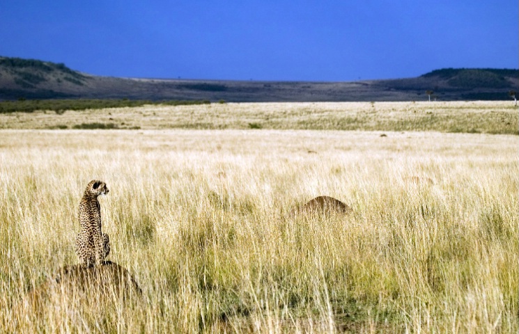 Cheetah sitting on a termite hill.