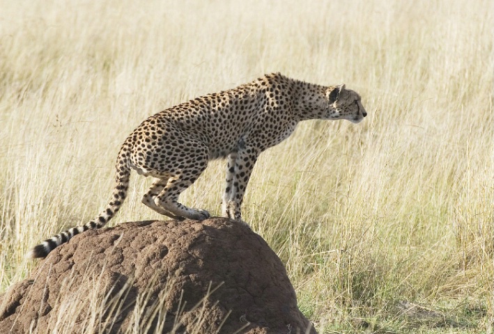Cheetah on a termite hill 