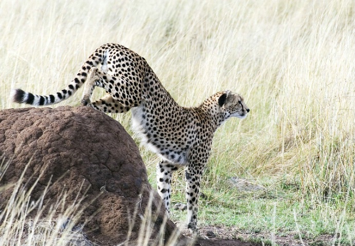 Cheetah leaving its perch on a termite hill 