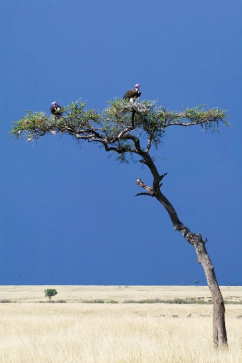 Vultures on an Acacia Tree