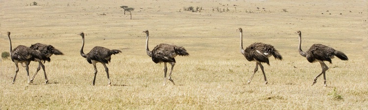 March of the Ostriches