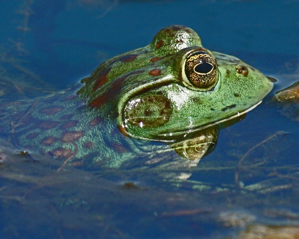 Bullfrog - ID: 2904527 © Claudia/Theo Bodmer