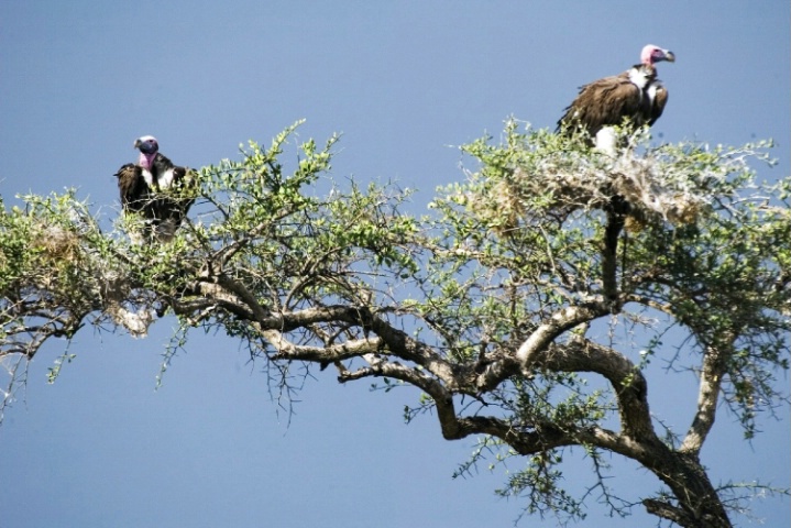Vultures on Acacia Tree Branches