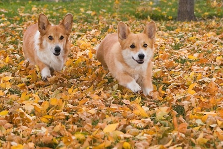 Fall Frolic