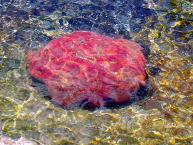 Sea sponge, Maui Aquarium, Maui, HI