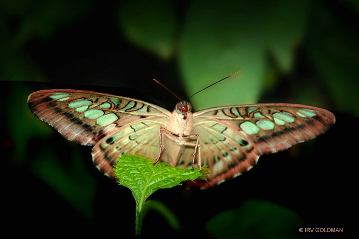 PRETTY BUTTERFLY