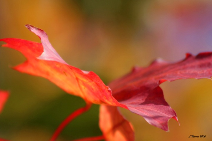 Autumnal Leaf